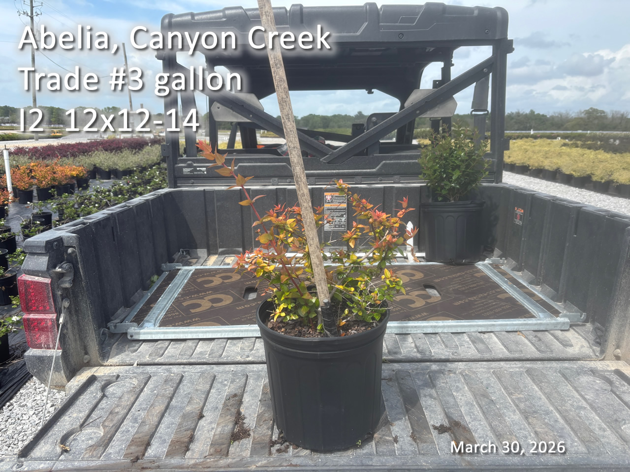 gallery/acc3t i2 mar30.jpg